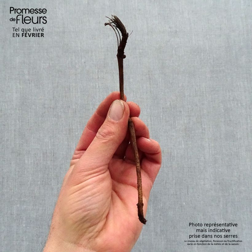 Example of Helianthus Sunshine Daydream - Soleil vivace Naakte wortel as you get in hiver