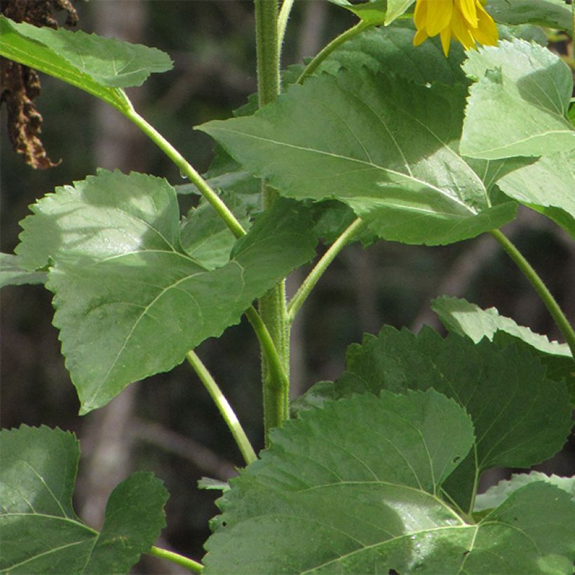 Zonnebloem Valentine (zaad) - Helianthus annuus (Foliage)