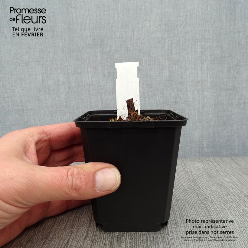 Example of Helianthus atrorubens Monarch - Vaste zonnebloem Kweekpotje van 8/9 cm as you get in hiver