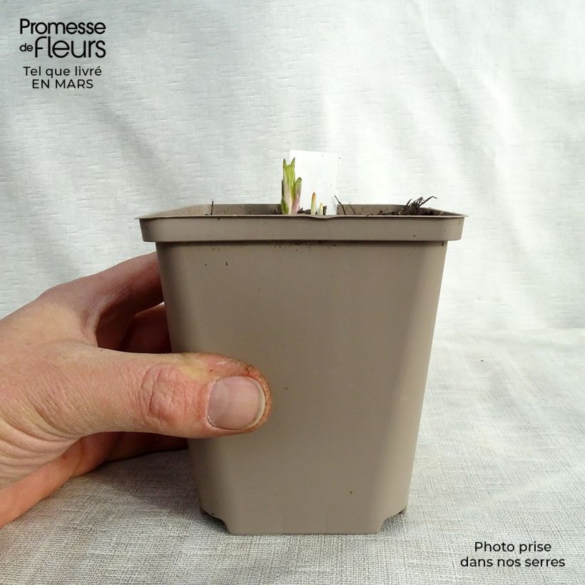 Exemplaar van Helianthus atrorubens Monarch - Vaste zonnebloem Kweekpotje van 8/9 cm zoals geleverd in de lente