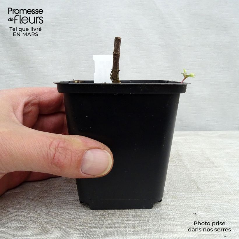 Example of Helianthus decapetalus Capenoch Star - Soleil vivace Kweekpotje van 8/9 cm as you get in hiver