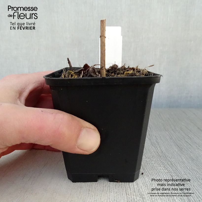 Example of Helianthus decapetalus Soleil d'Or - Soleil vivace Kweekpotje van 8/9 cm as you get in hiver