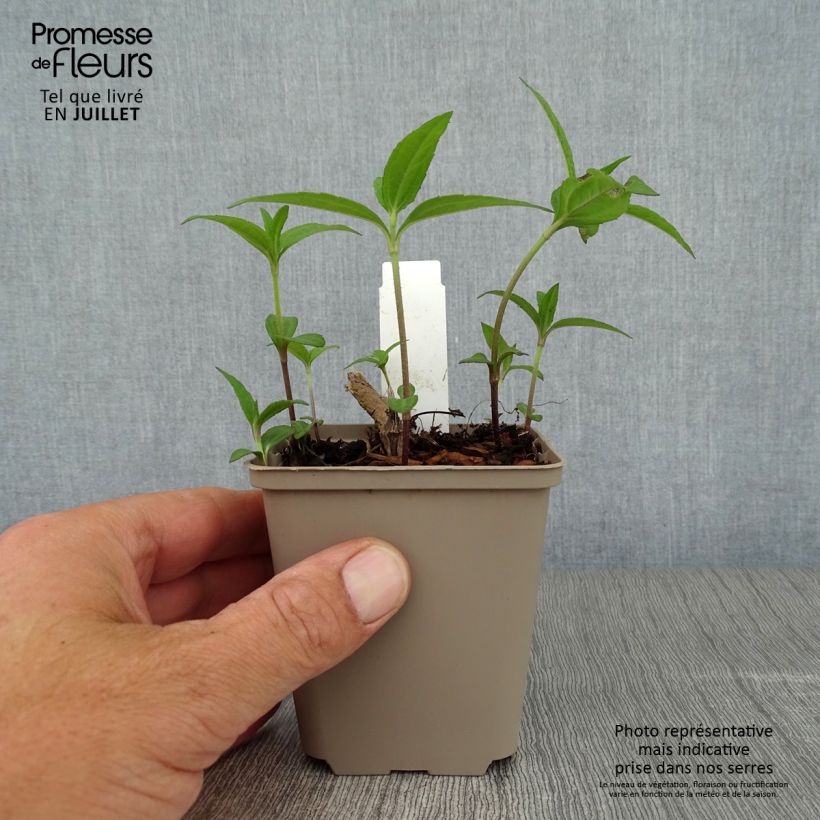 Exemplaar van Helianthus giganteus Sheila's Sunshine - Vaste zonnebloem Kweekpotje van 8/9 cm zoals geleverd in de zomer