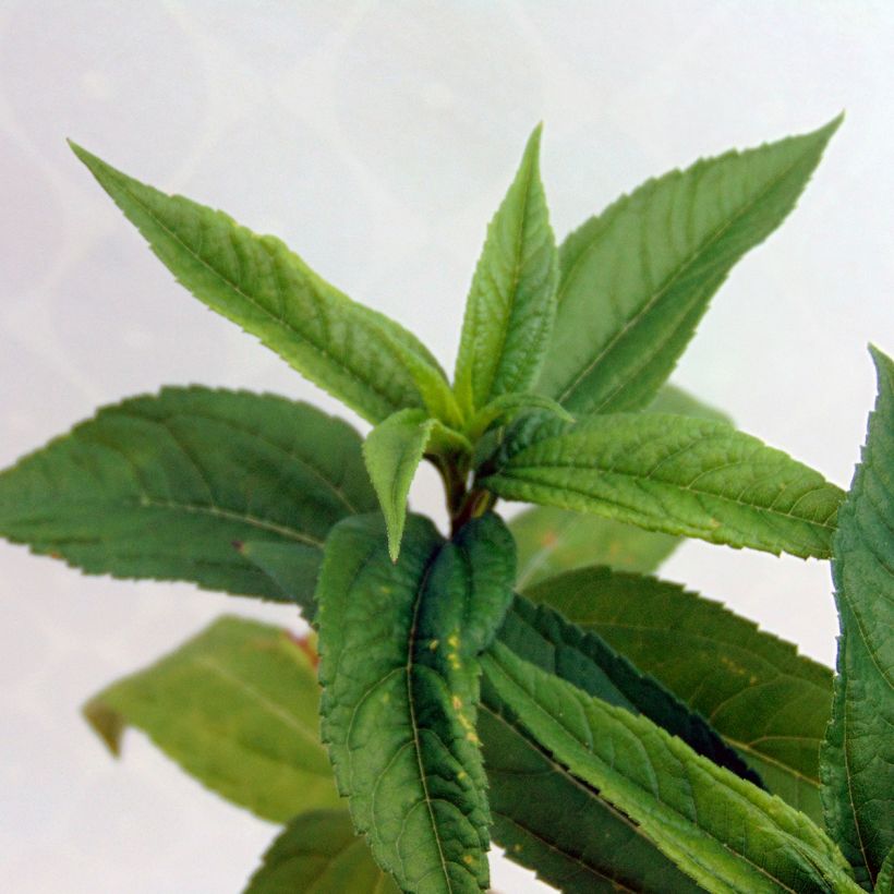 Helianthus Lemon Queen - Vaste zonnebloem (Foliage)