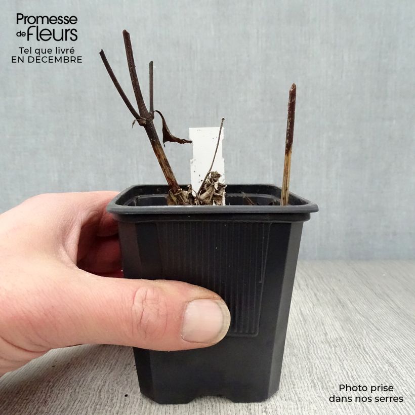 Example of Helianthus Lemon Queen - Vaste zonnebloem Kweekpotje van 8/9 cm as you get in hiver