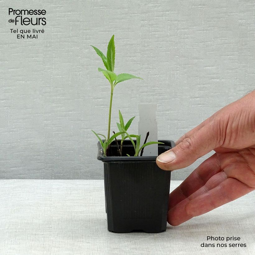 Exemplaar van Helianthus microcephalus - Vaste zonnebloem Kweekpotje van 8/9 cm zoals geleverd in de lente