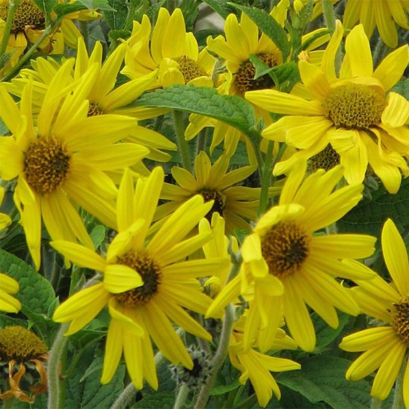 Helianthus mollis - Vaste zonnebloem (Flowering)