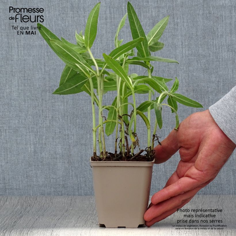 Exemplaar van Helianthus mollis - Vaste zonnebloem Kweekpotje van 8/9 cm zoals geleverd in de lente