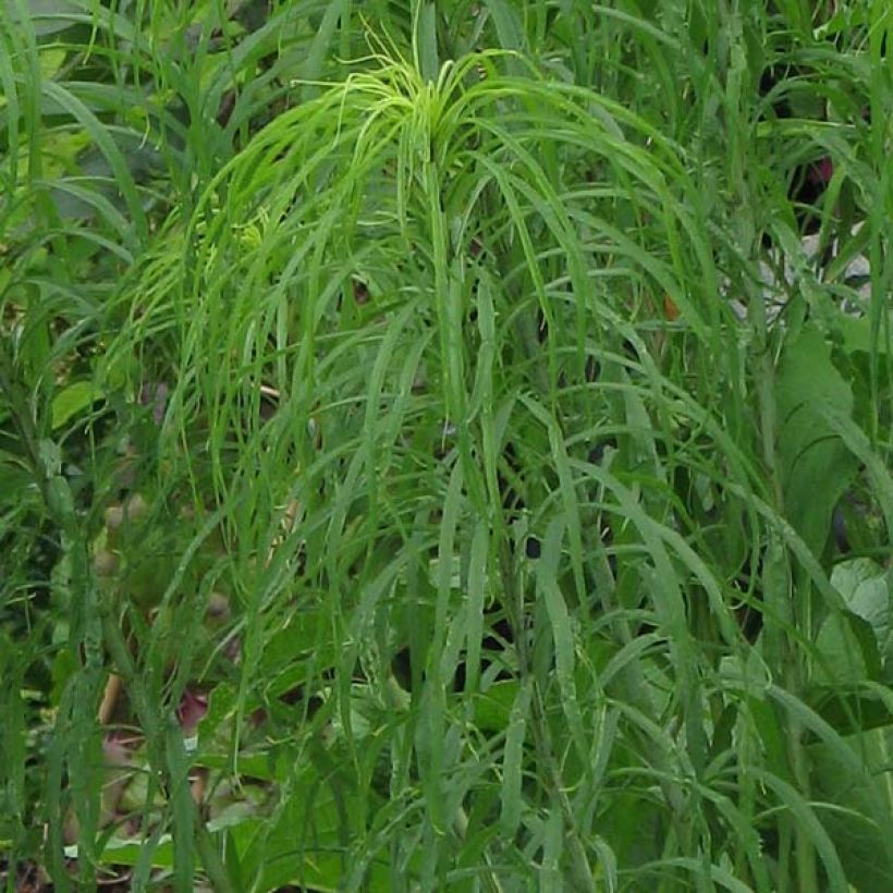 Helianthus salicifolius - Wilgebladzonnebloem (Foliage)