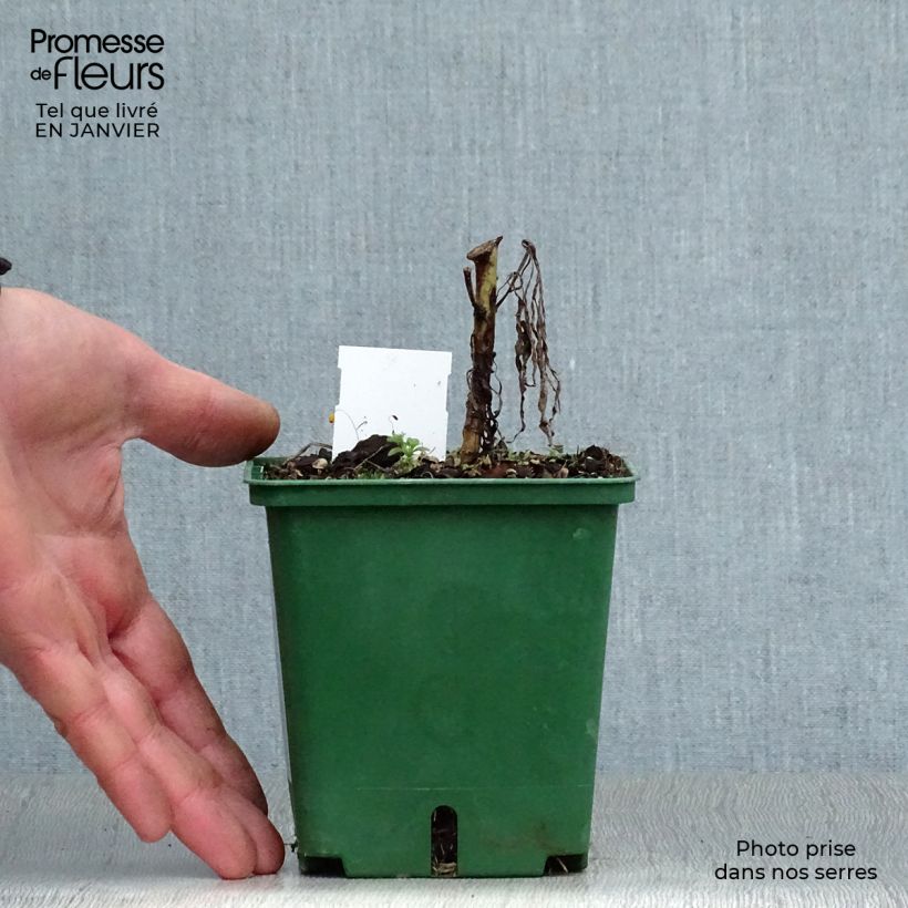 Example of Helianthus salicifolius - Wilgebladzonnebloem Kweekpotje van 8/9 cm as you get in hiver