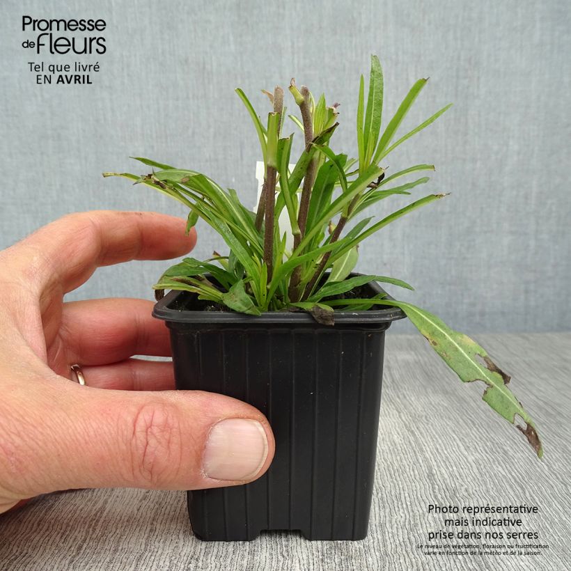 Exemplaar van Helianthus salicifolius Table Mountain - Wilgebladzonnebloem Kweekpotje van 8/9 cm zoals geleverd in de lente