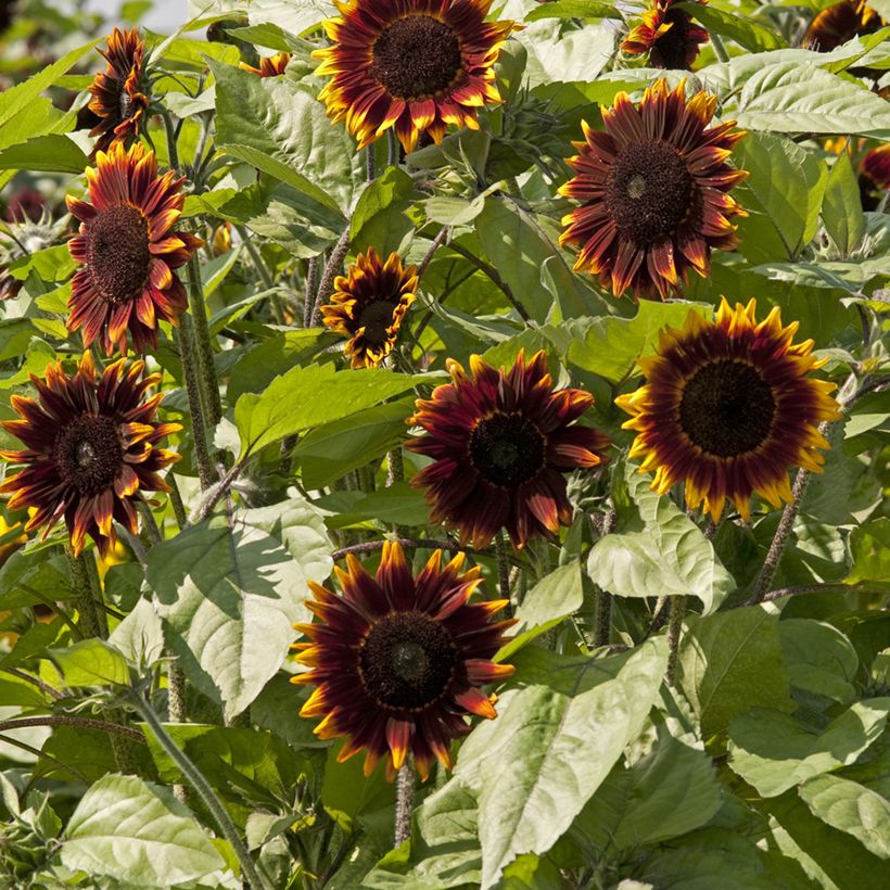 Zonnebloem Schock-o-Lat F1 (zaad) - Helianthus annuus (Bloei)