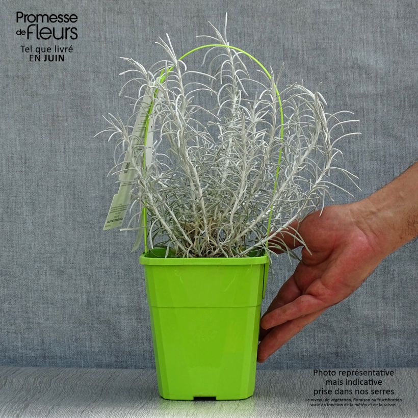 Exemplaar van Helichrysum italicum Korma - Kerrieplant Pot van 2 l/3 l zoals geleverd in de zomer