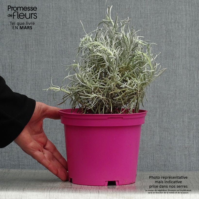 Exemplaar van Helichrysum italicum Korma - Kerrieplant Pot van 2 l/3 l zoals geleverd in de lente