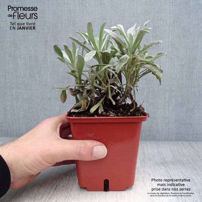 Exemplaar van Helichrysum Red Jewel - Strobloem Pot van 1 l/1,5 l zoals geleverd in de winter