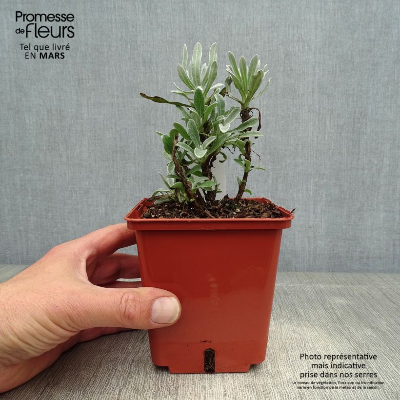 Exemplaar van Helichrysum Red Jewel - Strobloem Pot van 1 l/1,5 l zoals geleverd in de lente