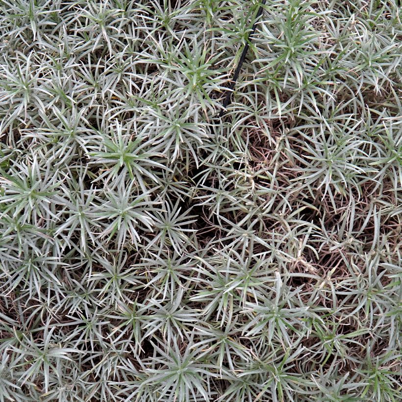 Helichrysum angustifolium Tall Curry - Kerrieplant (Blad)