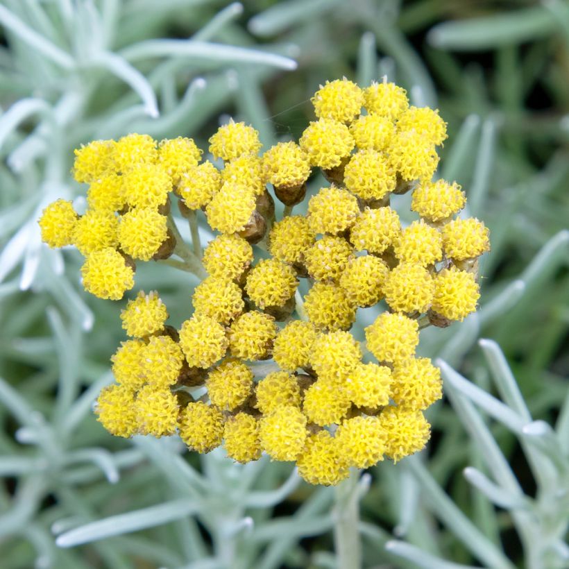 Helichrysum angustifolium Tall Curry - Kerrieplant (Bloei)