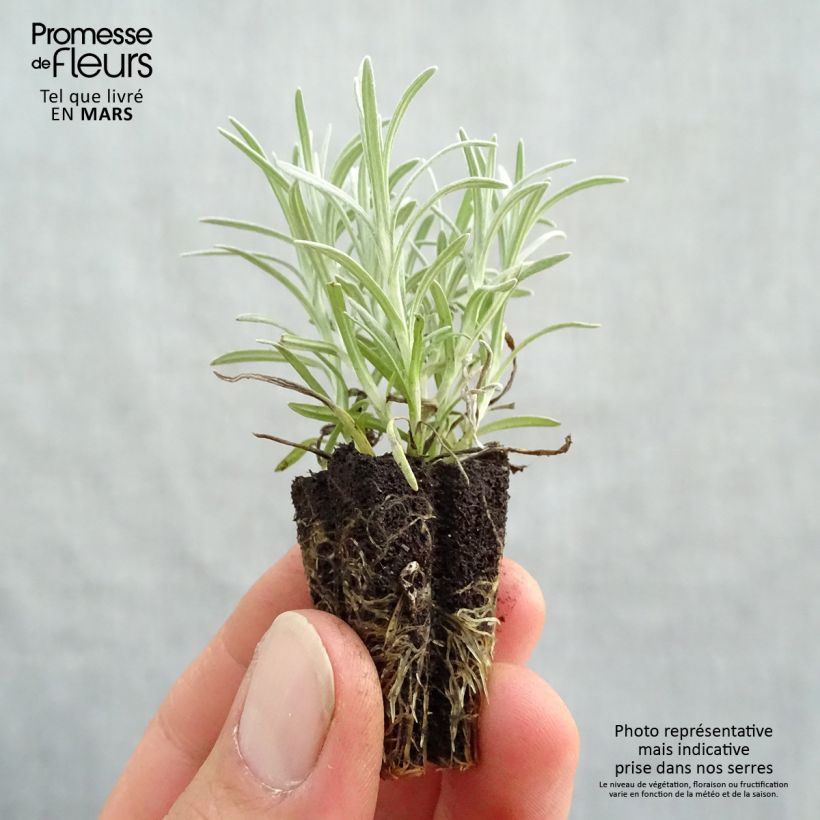 Exemplaar van Kerrieplant - Helichrysum italicum BIO (jonge planten) Mini-mot Ø 3/4 cm zoals geleverd in de lente