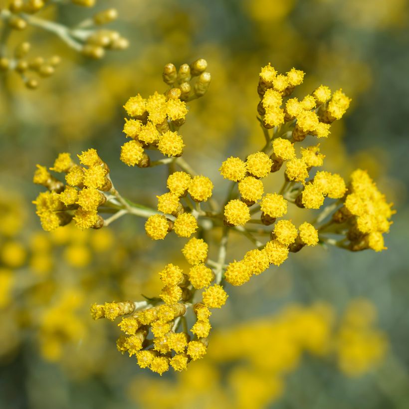 Kerrieplant - Helichrysum italicum BIO (jonge planten) (Bloei)