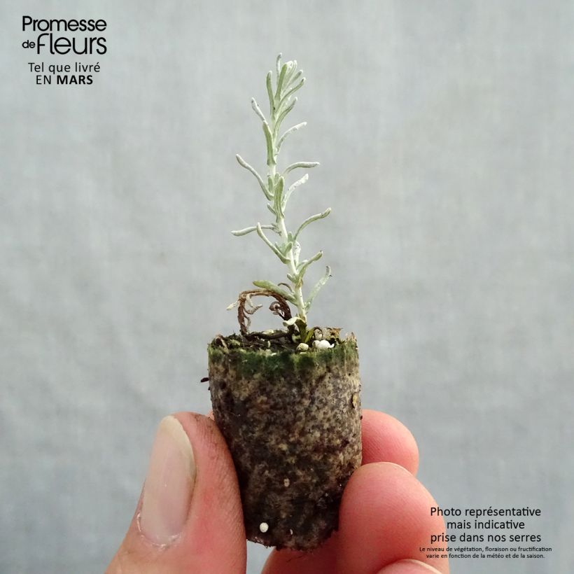 Exemplaar van Kerrieplant - Helichrysum italicum Mini-mot Ø 1,5/2,5 cm zoals geleverd in de lente