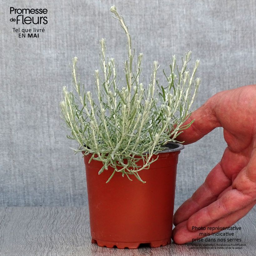 Exemplaar van Kerrieplant - Helichrysum italicum Kweekpotje van 8/9 cm zoals geleverd in de lente