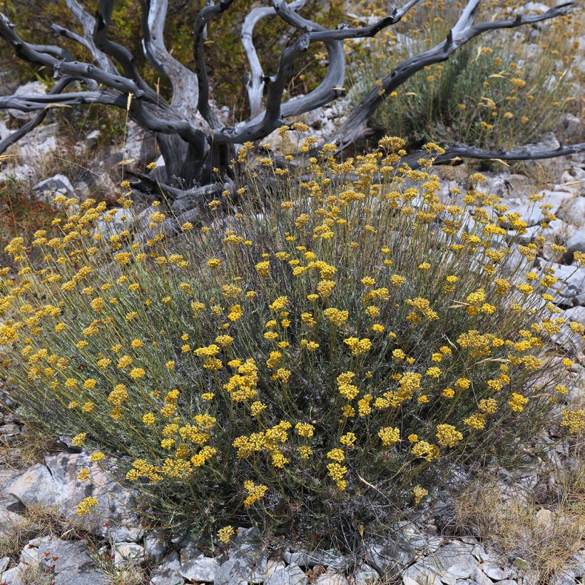 Kerrieplant - Helichrysum italicum (Groeiplaats)