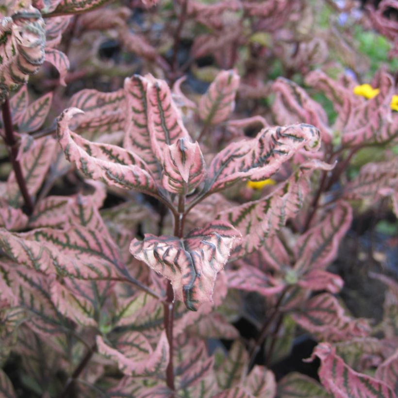 Heliopsis Summer Pink - Zonneoog (Foliage)