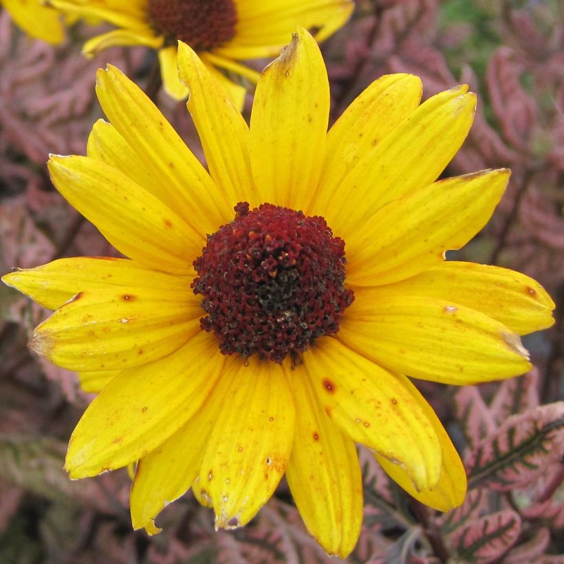 Heliopsis Summer Pink - Zonneoog (Flowering)