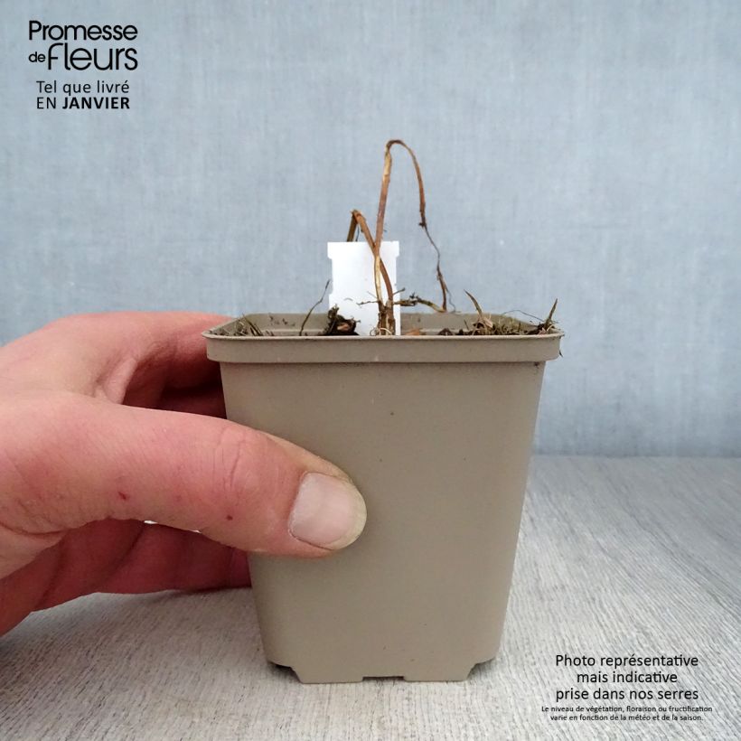 Example of Heliopsis Summer Pink - Zonneoog Kweekpotje van 8/9 cm as you get in hiver