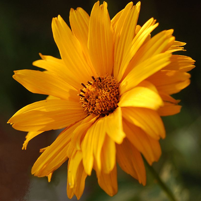 Heliopsis helianthoides Summer Sun - Zonneoog (Flowering)