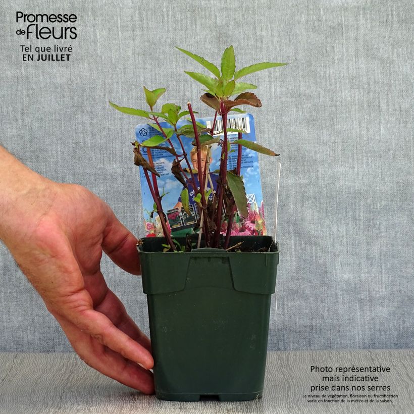Exemplaar van Heliopsis helianthoides Burning Hearts - Zonneoog Kweekpotje van 8/9 cm zoals geleverd in de zomer