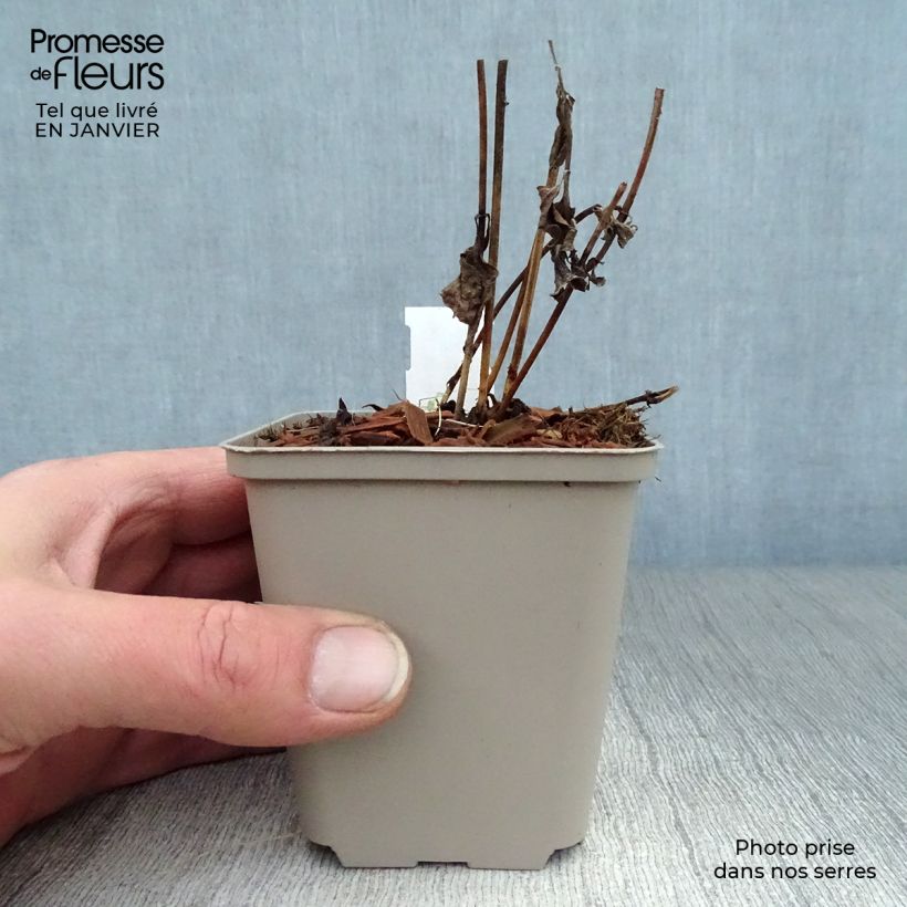 Example of Heliopsis helianthoides Burning Hearts - Héliopsis faux hélianthe  Kweekpotje van 8/9 cm as you get in hiver