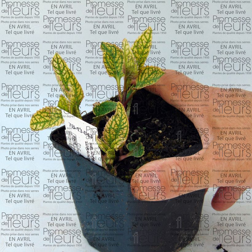 Voorbeeld van een exemplaar van Heliopsis helianthoïdes Loraine Sunshine - Zonneoog Kweekpotje van 8/9 cm zoals geleverd