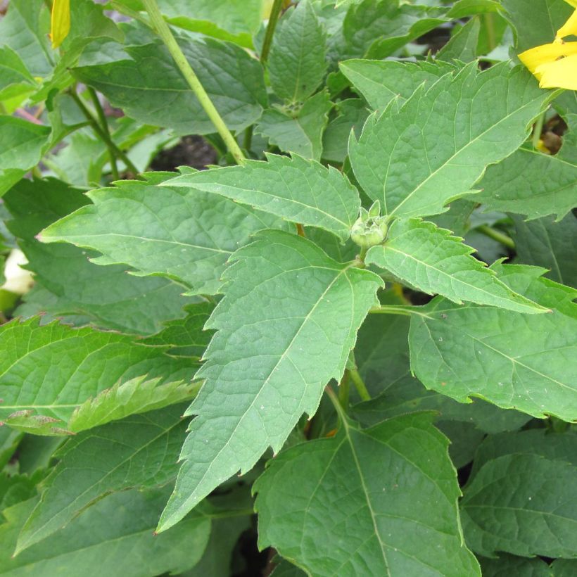 Heliopsis helianthoides Mars - Zonneoog (Foliage)