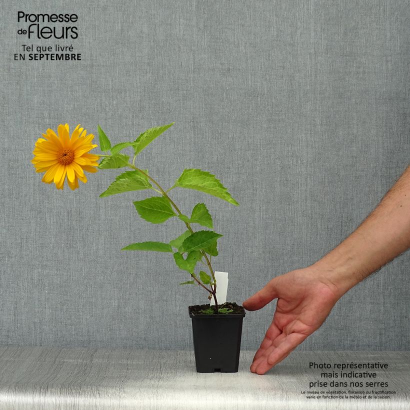 Exemplaar van Heliopsis helianthoides Mars - Zonneoog Kweekpotje van 8/9 cm zoals geleverd in de herfst