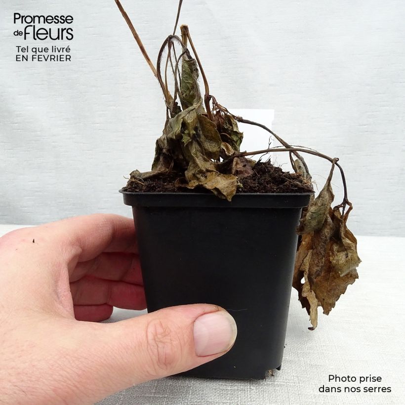 Example of Heliopsis helianthoides Summer Sun - Héliopsis faux hélianthe  Kweekpotje van 7/8 cm as you get in hiver