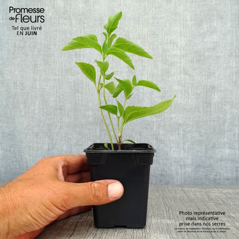 Exemplaar van Heliopsis helianthoides Summer Sun - Zonneoog Kweekpotje van 7/8 cm zoals geleverd in de zomer