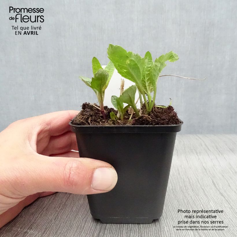 Exemplaar van Heliopsis helianthoides Summer Sun - Zonneoog Kweekpotje van 7/8 cm zoals geleverd in de lente