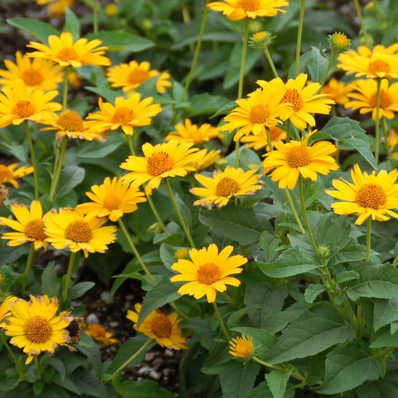 Heliopsis helianthoides Tuscan Sun - Zonneoog (Bloei)