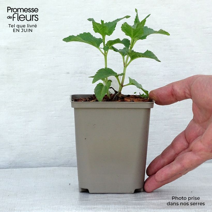 Exemplaar van Heliopsis helianthoides Tuscan Sun - Zonneoog Pot van 10 cm/11 cm zoals geleverd in de zomer