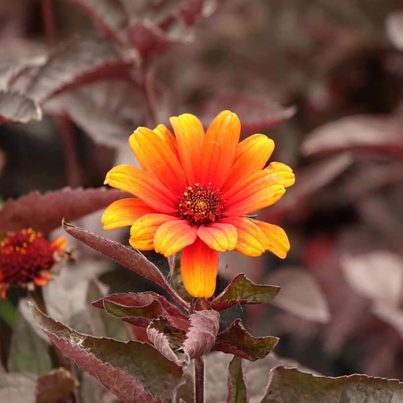 Heliopsis helianthoides var. scabra Fire Twister - Zonneoog (Bloei)