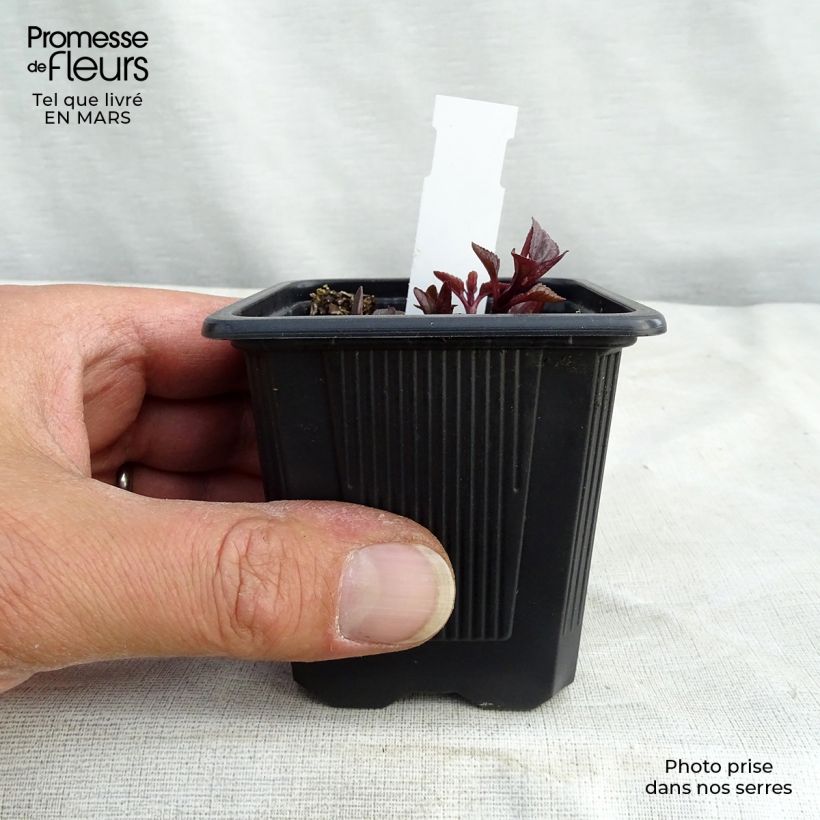 Example of Heliopsis helianthoides var. scabra Summer Nights - Zonneoog Kweekpotje van 8/9 cm as you get in hiver