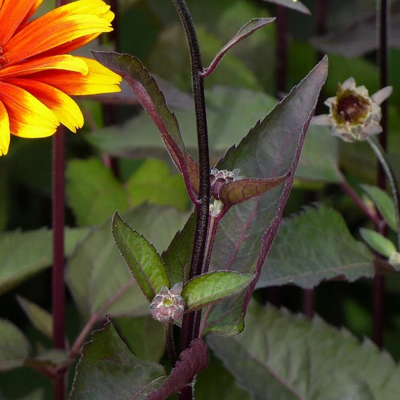 Heliopsis helianthoides Burning Hearts - Zonneoog (Foliage)