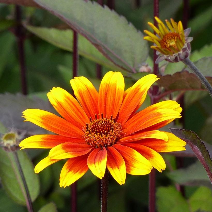 Heliopsis helianthoides Burning Hearts - Zonneoog (Flowering)