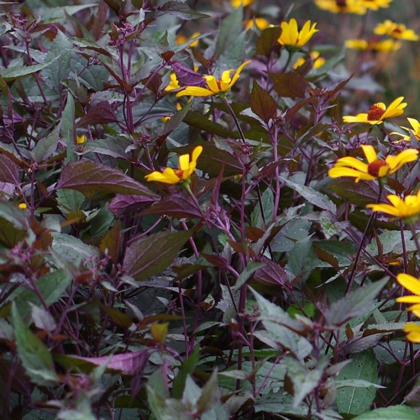 Heliopsis helianthoides var. scabra Summer Nights - Zonneoog (Foliage)