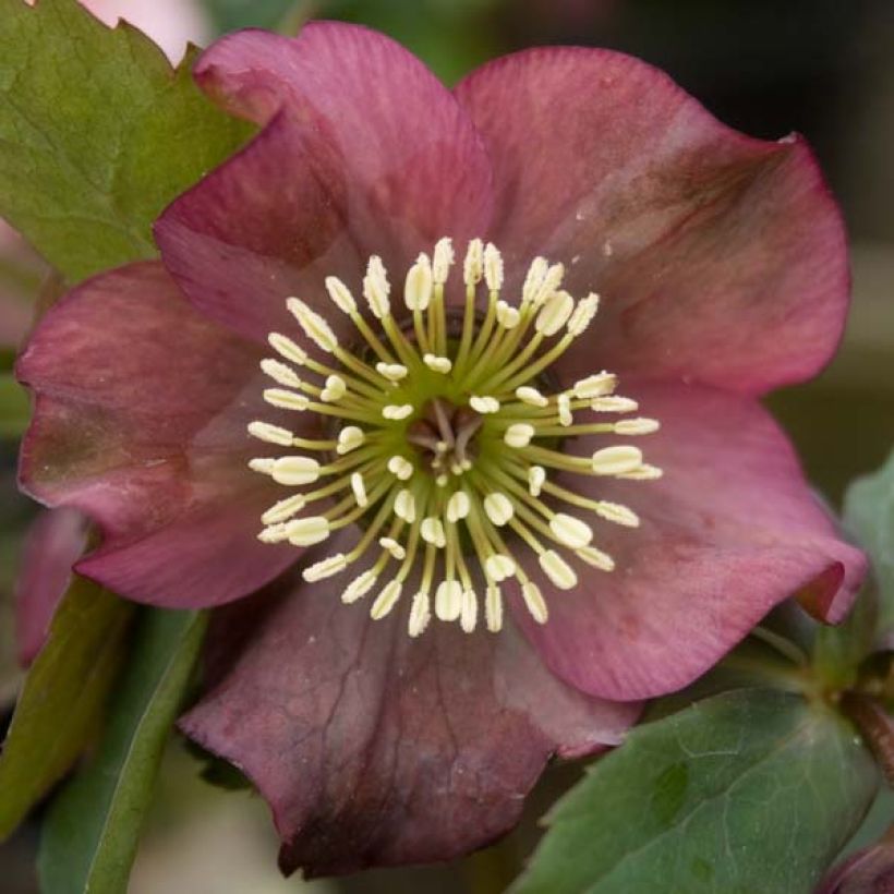 Helleborus Red - Lenteroos (Flowering)