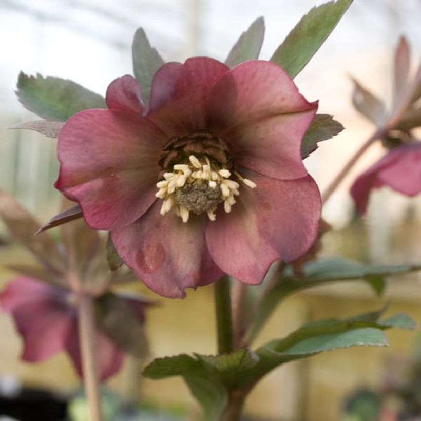 Helleborus orientalis subsp. abchasicus - Oosters nieskruid (Flowering)