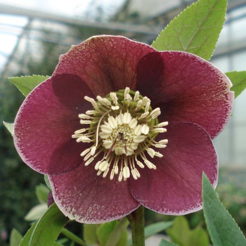 Helleborus Aubergine W/E - Lenteroos auberginekleurig (Bloei)