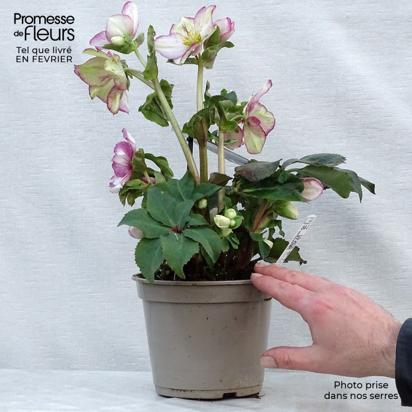 Exemplaar van Helleborus glandorfensis HGC Ice N' Roses Picotee - winterroos Pot van 2 l/3 l zoals geleverd in de winter